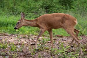 Roe deer in forest, Capreolus capreolus. Wild roe deer in nature. photo