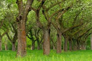 Cherry orchard. Tree trunk cherry in a row. Cherry trees alley photo