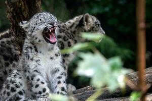 Snow leopard cub, Panthera uncia photo