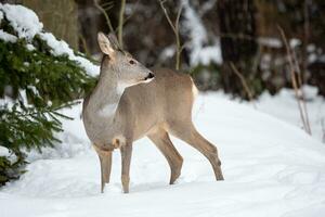 Wild roe deer in winter nature. Capreolus capreolus. photo