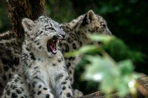 retrato de nieve leopardo cachorro, panthera uncia foto