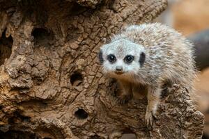 el pequeño cachorro suricata sentado en un de madera tocón. foto