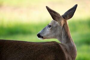 Roe deer, Capreolus capreolus. Wild roe deer in nature photo