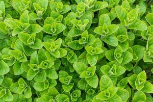 Oregano plants leaf, Origanum vulgare Spice for cooking photo