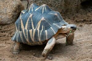 Radiated tortoise walking on ground, Astrochelys radiata. Critically endangered tortoise species, endemic to Madagascar. photo