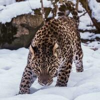 persa leopardo, panthera pardus saxicolor en invierno. foto