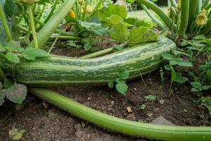 Green zucchini in garden. Growing zucchini on a vegetable garden. Organic farming. Concept of healthy food. photo