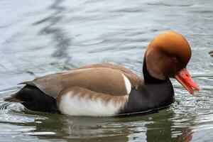 Red-crested pochard on the pond, Netta rufina photo