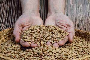 Healthy dried brown lentils. Raw grains of lentils in hands. Healthy eating and vegetarian concept. photo