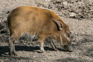 rojo río cerdo, potamochoerus porcus mirando para alimento. foto