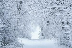 invierno camino. Nevado la carretera en el bosque. foto