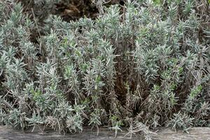 Lavandula angustifolia hojas en el jardín, además comúnmente saber como Inglés lavanda foto