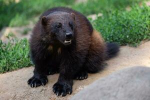 Siberian wolverine sitting in nature photo