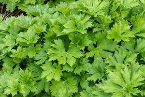 Neapolitan wolf's bane, Aconitum lycoctonum subsp. neapolitanum grows in a garden photo