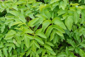 Spring Leaves of Angelica archangelica plant. Medicinal plant photo