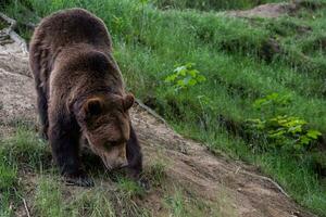 Brown bear, Ursus arctos in the forest photo