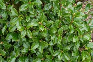 Evergreen boughs green leaves. Ilex aquifolium Christmas holly natural decor photo