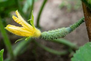 Small unripe cucumber with yellow flower growing in the garden.Organic farming. Concept of healthy food. photo