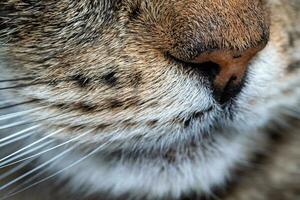 de cerca de el de gato hocico y bigotes. de cerca de gato. foto