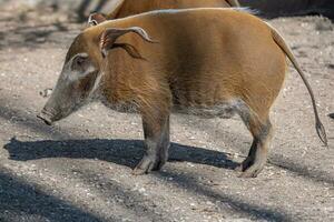 Red River Hog, Potamochoerus porcus looking for food. photo