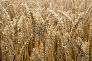 Wheat field. Ears of golden wheat closeup. Harvest concept and rural scenery. photo