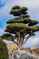 bonsai pino árbol un japonés jardín foto