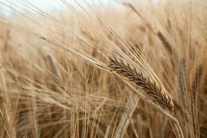 Field of rye in a summer day. Harvesting period. Cereal plant. photo