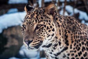 Persian leopard in winter. photo