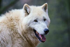 ártico lobo, además conocido como el blanco lobo o polar lobo foto