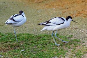 rebaño de de varios colores avocetas, negro y blanco ave zancuda pájaro foto