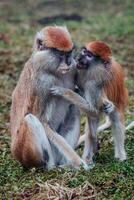 Patas monkey also known hussar monkey photo