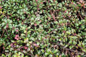 Plant with medicinal properties. Leaves Arctostaphylos uva-ursi photo