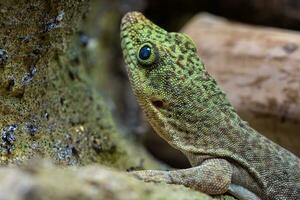 Standing's day gecko, Phelsuma standingi photo