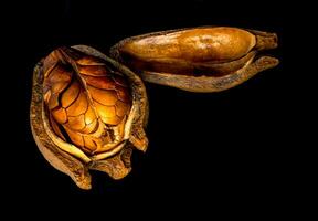 Pods and seeds of Mahogany on black background photo