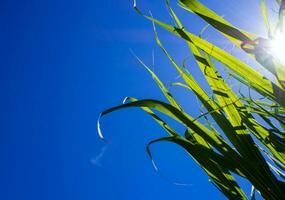 Sunlight and blue sky over the Sugarcane leaves photo