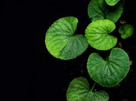 Green leaves of Viola plant on Black background photo