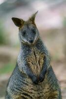 wallaby de pantano, wallabia bicolor. conocido como el wallaby negro foto