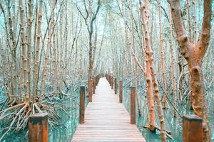 wooden bridge for walkway In the mangrove nature study path forest photo