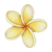 Plumeria Flower Watercolor illustration. Hand drawn clip art of Frangipani on isolated background. Drawing of tropical exotic flowering plant. Bud with yellow petals. For floral greeting card design vector