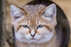 Portrait of a sand cat, Felis margarita photo