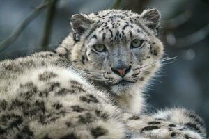 Portrait of a snow leopard, Panthera uncia photo