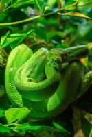 Green tree python, Morelia viridis close-up. Portrait art. photo