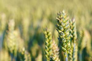 Green wheat plants growing on a field photo