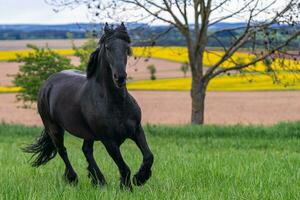 Black friesian horse runs gallop. photo