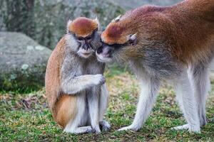 Patas monkey also known hussar monkey, Erythrocebus patas photo