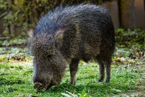 Chacoan peccary, Catagonus wagneri eats grass photo