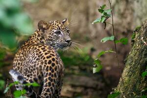 Sri Lankan leopard cub, Panthera pardus kotiya photo