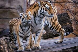 Siberian tiger with cub, Panthera tigris altaica photo