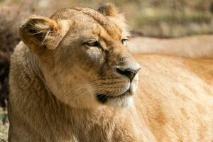 retrato de un leona, congoleño león, panthera León bleyenberghi foto