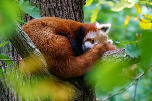 rojo panda, ailurus fulgens en el árbol. linda panda oso en bosque hábitat. foto